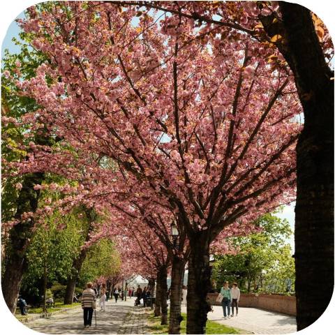 Hausmittel gegen Heuschnupfen