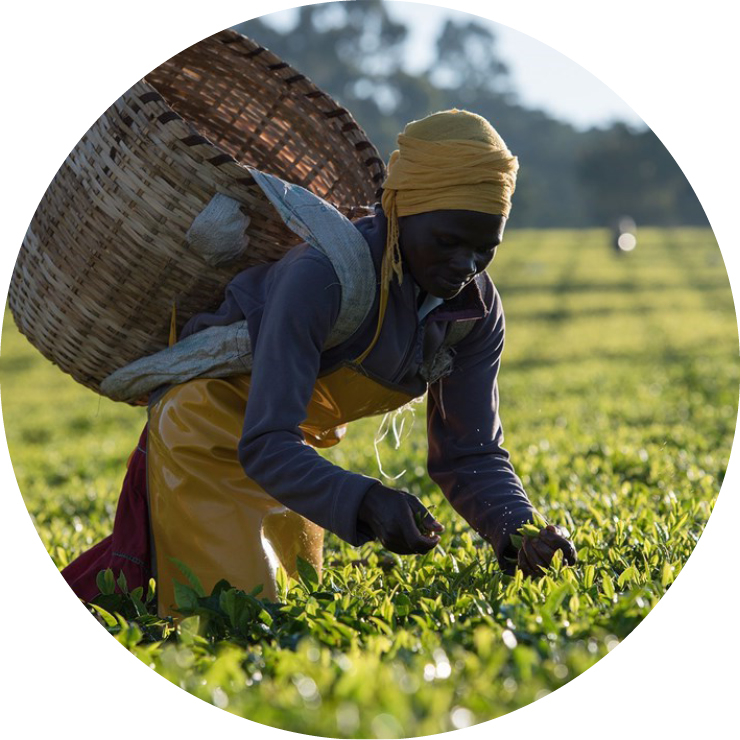 Twinings Arbeiter auf Teeplantage