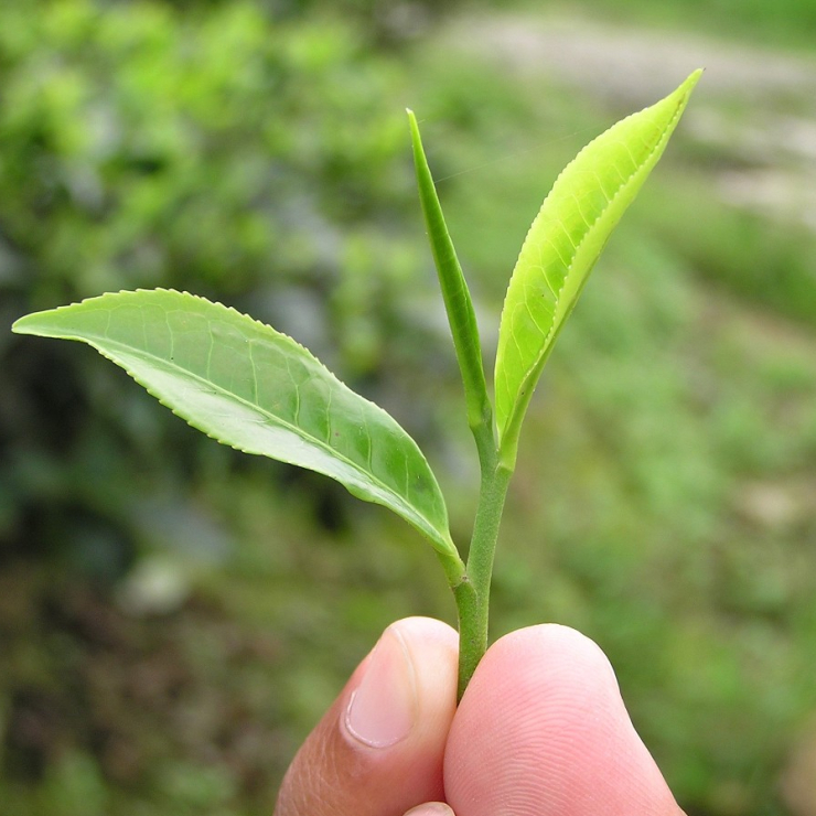 Teeernte